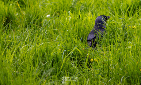 Kauw in het gras