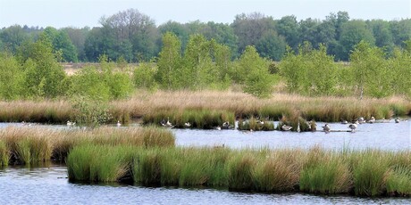 P1170633  Drenthe   omg Spier   Dwingelderveld  Holtveen  uitz  Kijkhut 20 mei 2022 