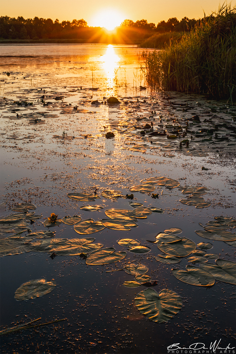 Zonsondergang in Het Vinne