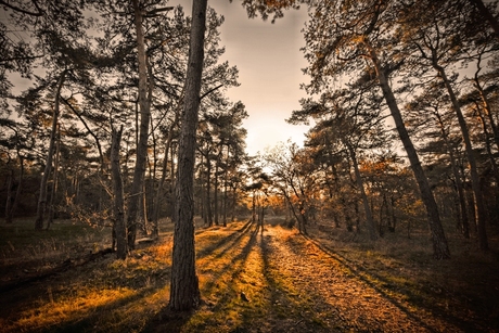 Zonsondergang Vrachelse heide