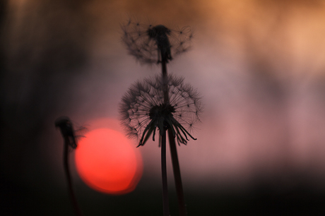 paardenbloemen