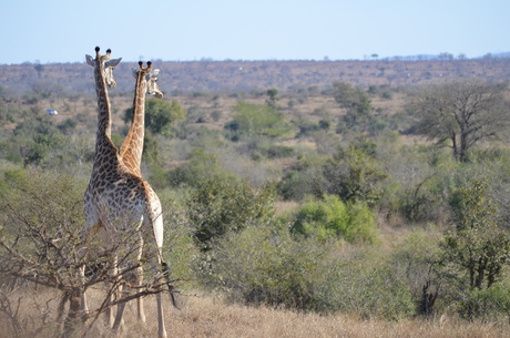 Giraffe in Zuid-Afrika