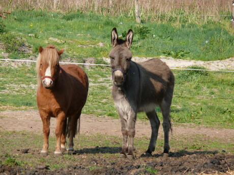 Paard en Ezel