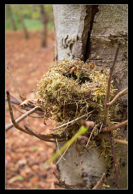 Verlaten nest