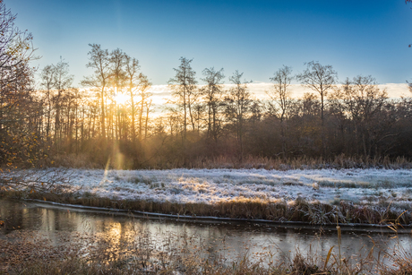 Zie de zon schijnt door de bomen