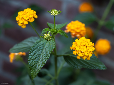 Lantana Camara