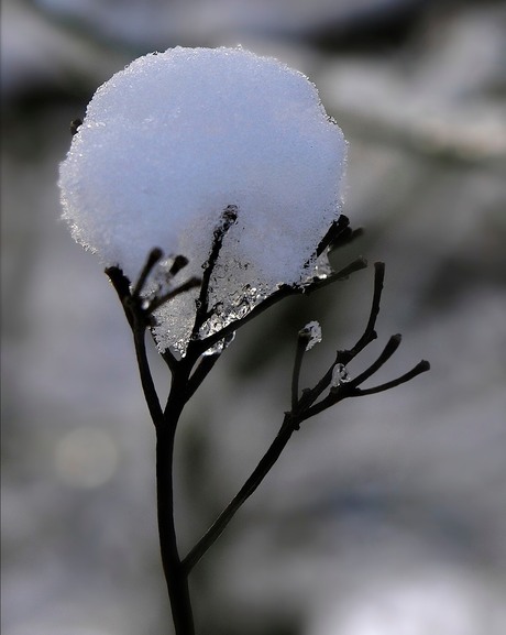 Sneeuwbal in handje.