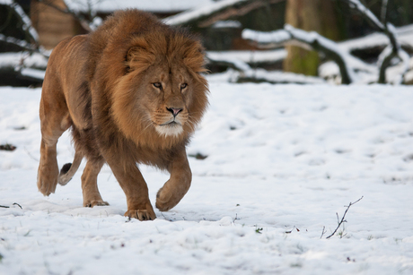 Leeuw in de sneeuw.