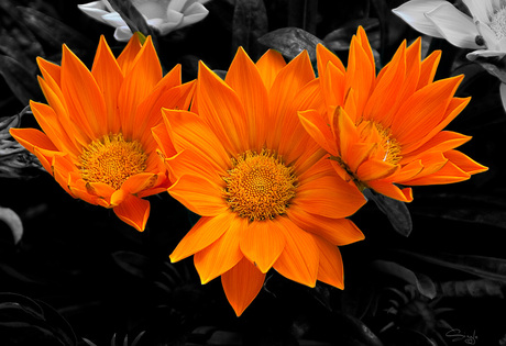 Oranje bloemen
