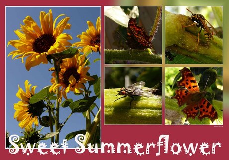 Sweet Summerflower