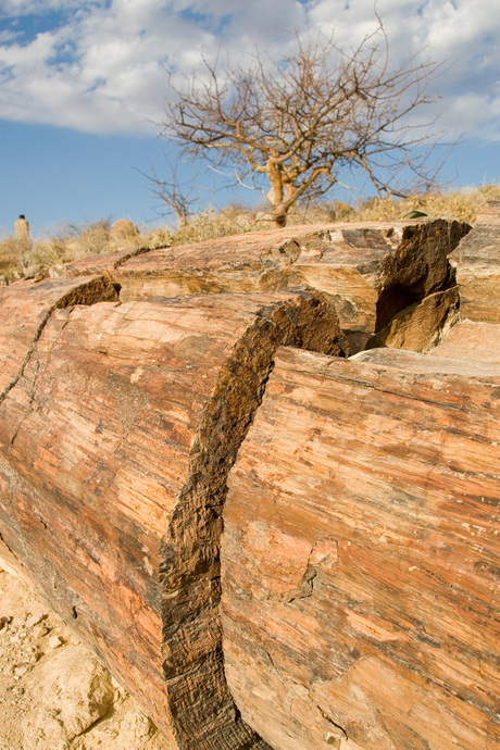 Petrified Forest - Namibie