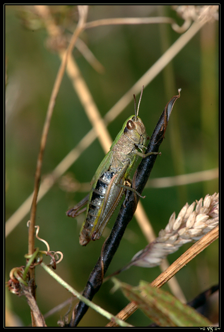 Insecten in je achtertuin - Sprinkhaan