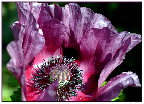 de Papaver