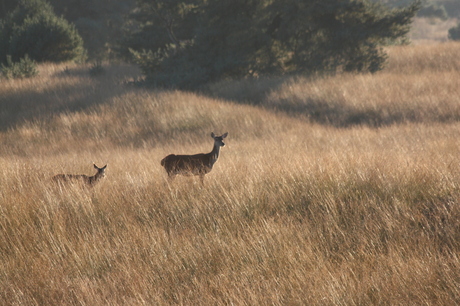 kaalwild elsberg 2-10-2015