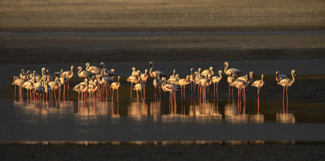 Flamingo's in warm avondlicht