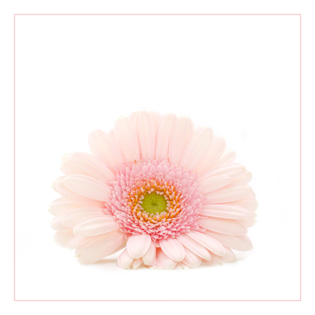 gerbera