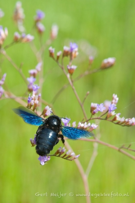 Blauwzwarte houtbij