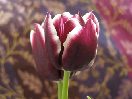 C's tulpen - III