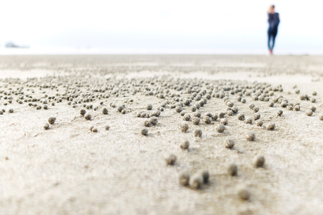 Zandballetjes op het strand in Cape Hillsborough