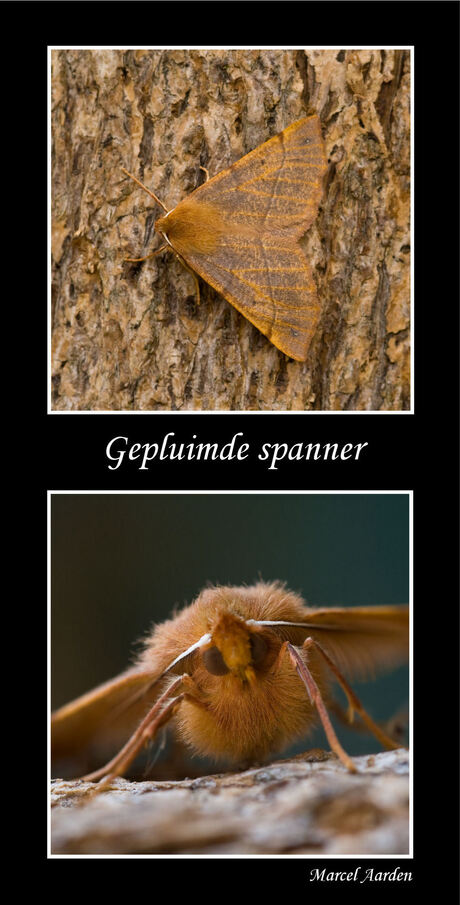 Gepluimde spanner