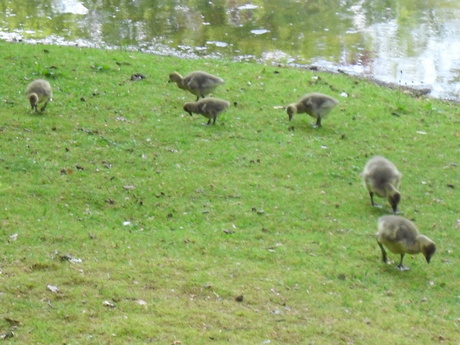 Jonge riet ganzen