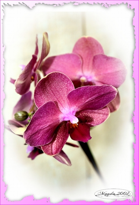 orchidee....