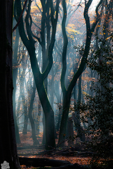 Dancing Trees