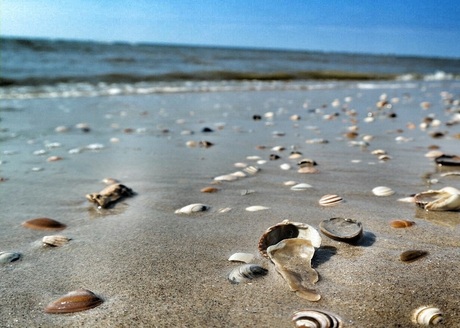 Sea shells