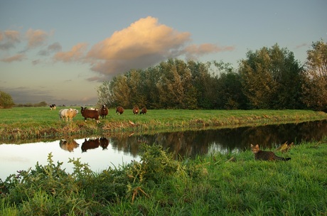 bij de schapen