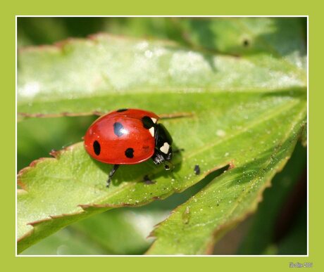 Lief he dat heersbeestje......