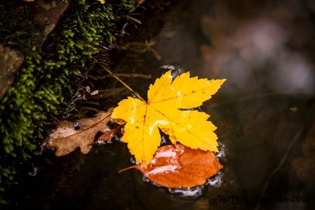 Herfstkleuren