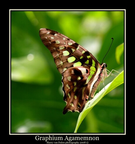 Graphium Agamemnon