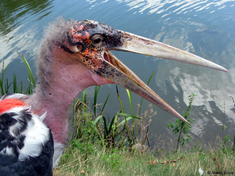Vreemde vogel