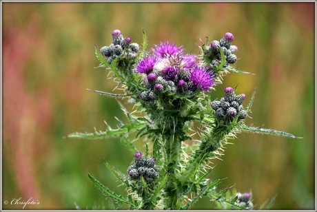 Distel