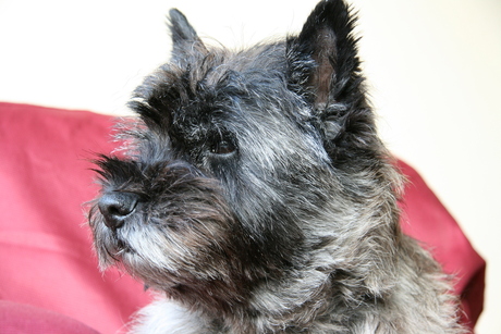 Cairn Terrier