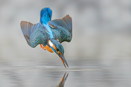 Duikende ijsvogel