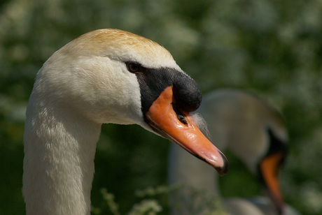 Portret van een zwaan 3