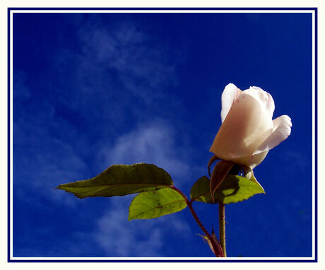 White rose, Blue sky