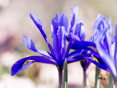 Blauwe Iris