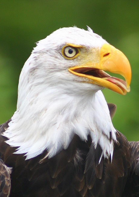 Amerikaanse zeearend