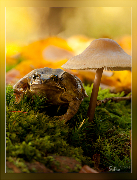 autumn frog