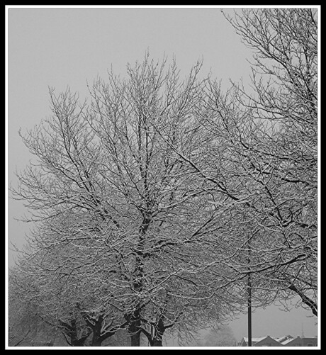 Sneeuwbomen 03-03-2006