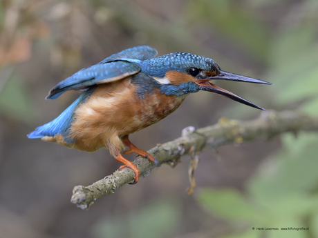 IJsvogel opgewonden