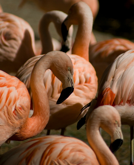 flamingo's.