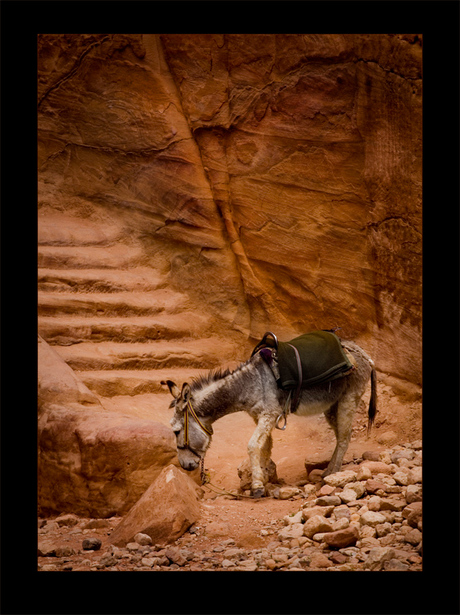 Petra's ezel