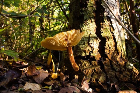 Herfst in het bos 2