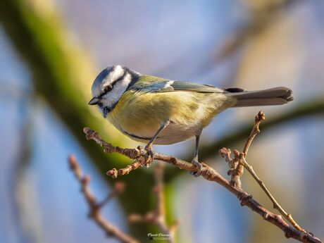 Pimpelmees (Cyanistes caeruleus).