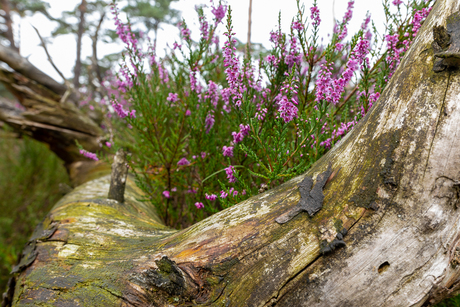 Grenspark Kalmthoutse Heide