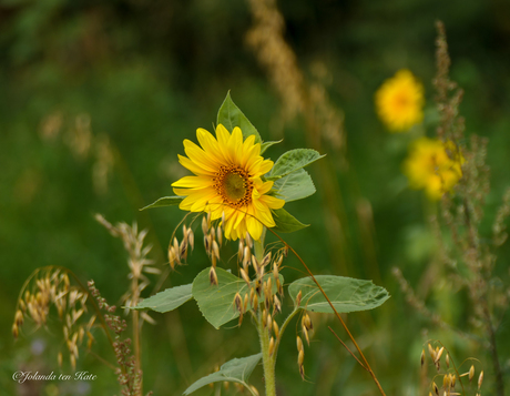 Zonnebloem.