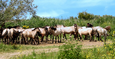 Konikpaarden,